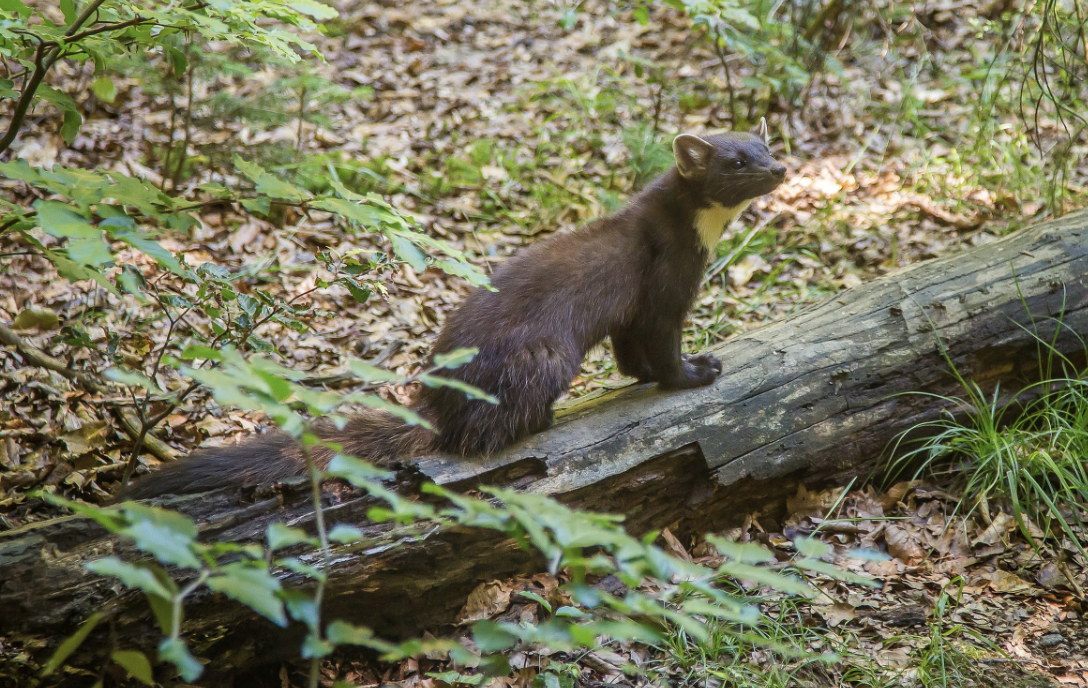 Pine Marten